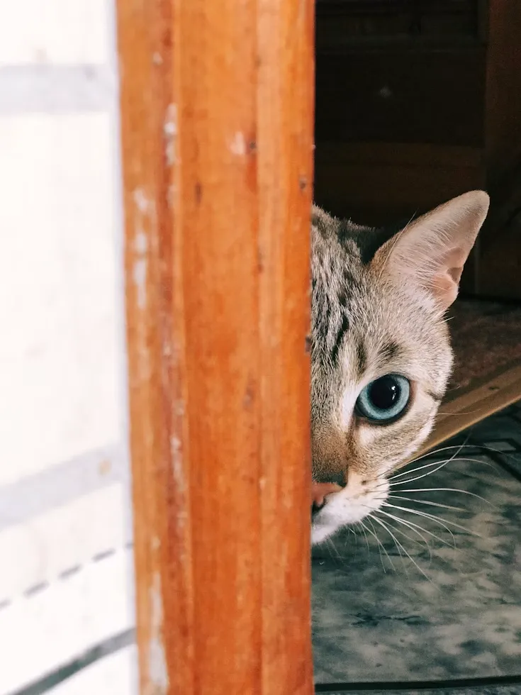 Tabby cat curiously peeking out from behind a wooden door frame